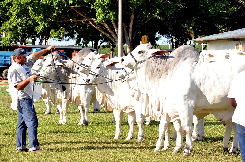 Aracruz recebe a X Exposição Internacional de Nelore